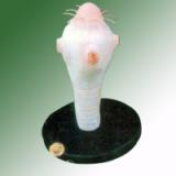 TAENIA SOLIUM SCOLEX